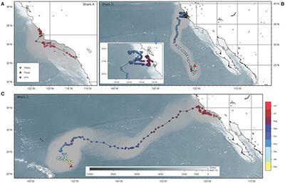 Basking Shark (Cetorhinus maximus) Movements in the Eastern North Pacific Determined Using Satellite Telemetry